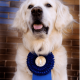 GOLDEN PAW AWARDS